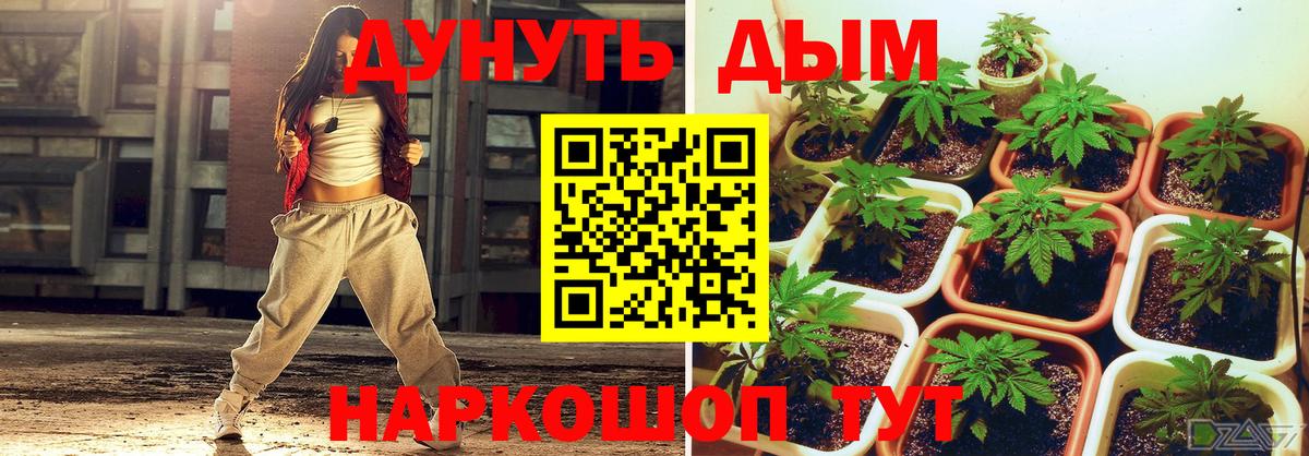 Каннабис семена  Марихуана гибрид  Каннабис семена  Волгоград  Бошки Шишки SATIVA & INDICA 